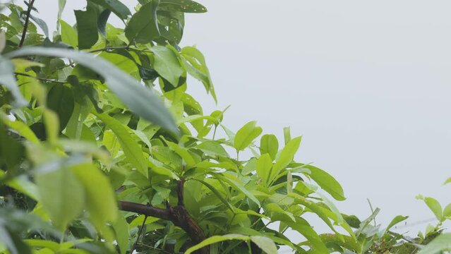 The young shoots of the apple rose water plant thrive in the pouring rain that is not too heavy