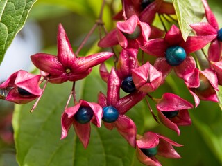 Harlequin glorybower (Clerodendrum trichotomum) fruiting in the early fall