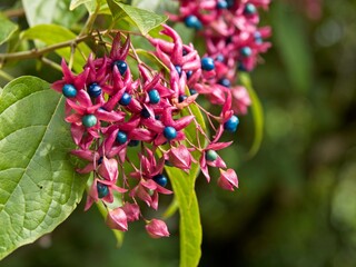 Harlequin glorybower (Clerodendrum trichotomum) fruiting in the early fall