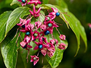 Harlequin glorybower (Clerodendrum trichotomum) fruiting in the early fall