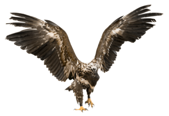 Eagle with spread wings isolated on white background