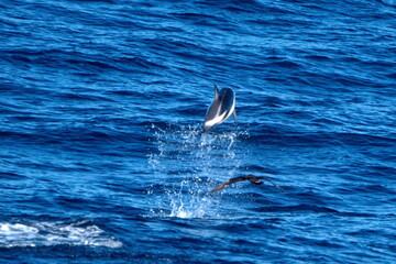 Fototapeta premium Dusky dolphin (Lagenorhynchus obscurus) jumping out of the water in the Atlantic Ocean, off the coast of the Falkland Islands