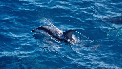 Obraz premium Dusky dolphin (Lagenorhynchus obscurus) in the Atlantic Ocean, off the coast of the Falkland Islands