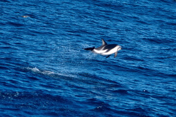 Dusky dolphin (Lagenorhynchus obscurus) jumping out of the water in the Atlantic Ocean, off the coast of the Falkland Islands