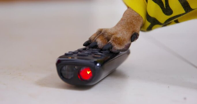 Brown paw of dog wearing yellow clothes presses buttons on black TV remote control. Domestic dog plays in light apartment on blurred background