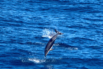 Dusky dolphin (Lagenorhynchus obscurus) jumping out of the water and flipping in the Atlantic Ocean, off the coast of the Falkland Islands