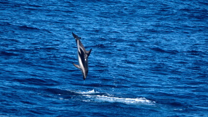 Fototapeta na wymiar Dusky dolphin (Lagenorhynchus obscurus) jumping out of the water and flipping in the Atlantic Ocean, off the coast of the Falkland Islands