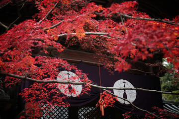 紅葉に染まる京都、静かな秋の風景