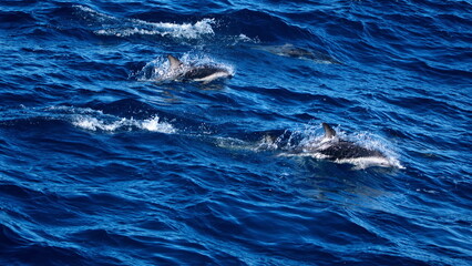 Fototapeta premium Dusky dolphins (Lagenorhynchus obscurus) in the Atlantic Ocean, off the coast of the Falkland Islands