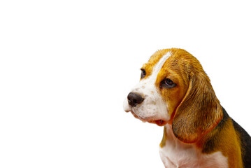 sad beagle puppy. puppy of Beagle dog
