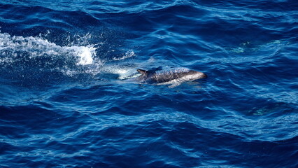 Obraz premium Dusky dolphins (Lagenorhynchus obscurus) in the Atlantic Ocean, off the coast of the Falkland Islands