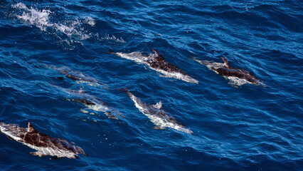 Naklejka premium Dusky dolphins (Lagenorhynchus obscurus) in the Atlantic Ocean, off the coast of the Falkland Islands