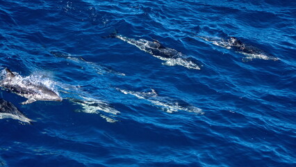Fototapeta premium Dusky dolphins (Lagenorhynchus obscurus) in the Atlantic Ocean, off the coast of the Falkland Islands