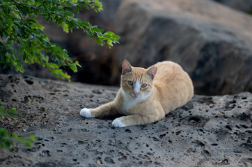 Orange and White Cat with Pale Golden Eyes.