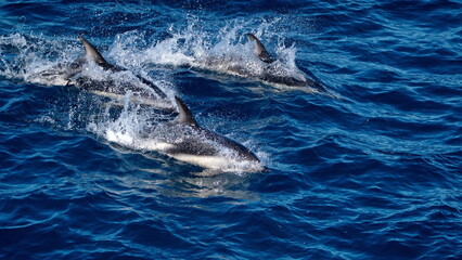 Naklejka premium Dusky dolphins (Lagenorhynchus obscurus) in the Atlantic Ocean, off the coast of the Falkland Islands