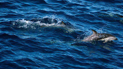 Dusky dolphins (Lagenorhynchus obscurus) in the Atlantic Ocean, off the coast of the Falkland...