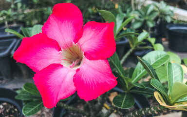 Single adenium pink bloom. Closeup desert rose flower. Beautiful tropical blossom shot. Pink adenium garden macro view. Single flower desert rose photo. Tropical flower single close up
