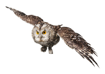 Closeup of beautiful great owl isolated on white background © BillionPhotos.com