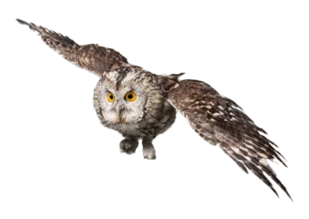 Foto op Plexiglas Closeup of beautiful great owl isolated on white background © BillionPhotos.com