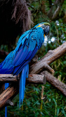blue and yellow macaw