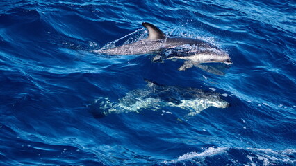 Fototapeta premium Dusky dolphins (Lagenorhynchus obscurus) in the Atlantic Ocean, off the coast of the Falkland Islands