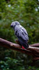 Obraz premium blue and yellow macaw