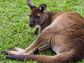 Gorgeous handsome Kangaroo in a calm relaxed pose.