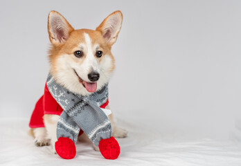 Corgi puppy dressed up outdoors in a  scarf sitting on the bed