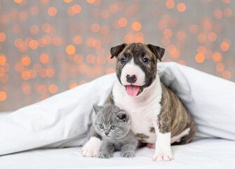 A mini bull terrier puppy sitting under a blanket against the backdrop of lights and hugging a kitten with its tongue out.