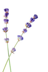 Bunch of lavender on white background © BillionPhotos.com