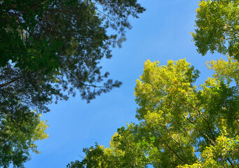 Tree crowns in early autumn
