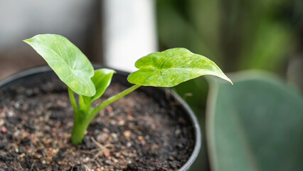 small tree in a pot (yellow spotted elephant)