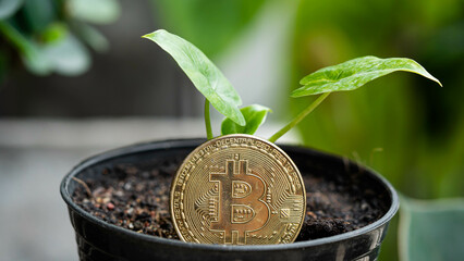 Bitcoin coins are placed on soil in pots and small plants. The growth of the BCT coin Concept.