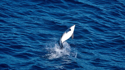 Dusky dolphin (Lagenorhynchus obscurus) jumping in the Atlantic Ocean, off the coast of the Falkland Islands © Angela