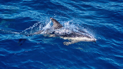 Naklejka premium Dusky dolphins (Lagenorhynchus obscurus) in the Atlantic Ocean, off the coast of the Falkland Islands