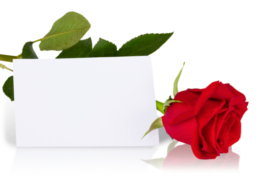 Beautiful red rose and card  isolated on white background