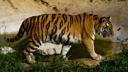 Fototapeta na wymiar tiger in the wild