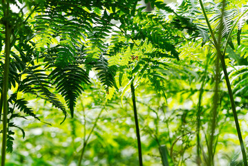 Green leaves of a young fern in spring and early morning under the bright sun in forest.