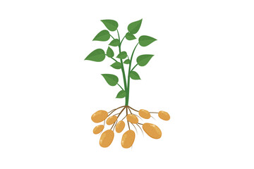 Fototapeta na wymiar Potato plant with leaves and roots. Vector illustration flat design