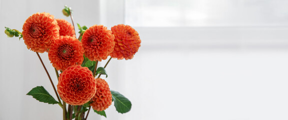 Bouquet of beautiful dahlia flowers on light background with space for text