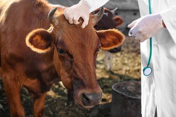 Veterinarian examining cows in paddock on farm