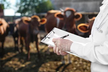 Foto op Plexiglas Veterinarian examining cows in paddock on farm © Pixel-Shot