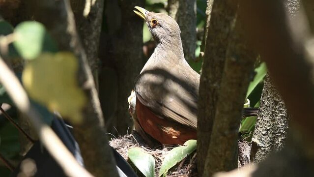 A couple of Rufous-bellied Thrush feeding their young in the nest