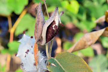 Showy Milkweed Seeding 01