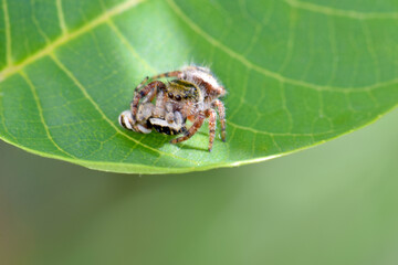 Green Leaf Spider 05