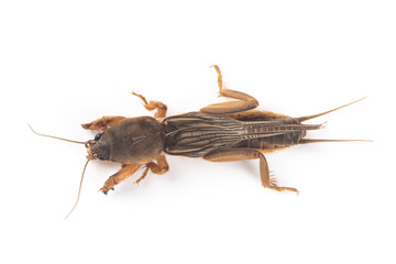 Mole cricket isolated on white background.
