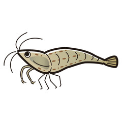 ヤマトヌマエビのイラスト