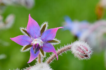 Borage Pink Tipped 02