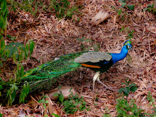 Peacock at the Trinidad Bird Sanctuary