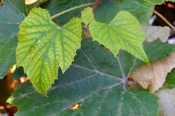 Autumn Green Grape Leaf Duo 02